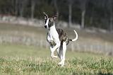 WHIPPET 355